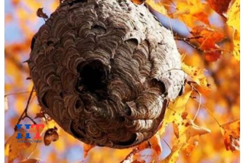 Dịch Vụ Bắt Ong Tại Quận 6 TP.Hồ Chí Minh