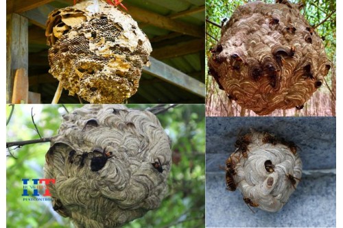 Dịch Vụ Bắt Ong Tại Quận 8 TP.Hồ Chí Minh