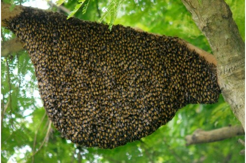 Dịch Vụ Bắt Tổ Ong Tại Củ Chi TP. Hồ Chí Minh