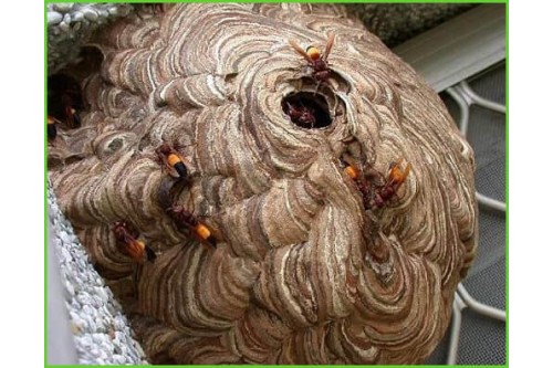 Dịch Vụ Bắt Ong Tại Tân Bình TP. Hồ Chí Minh