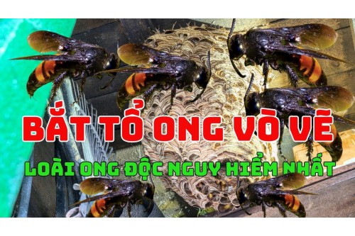 Dịch Vụ Bắt Ong Tại Gò Vấp TP. Hồ Chí Minh Dịch Vụ Bắt Ong Tại Gò Vấp TP. Hồ Chí Minh