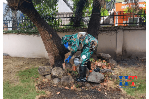 Dịch Vụ bắt Ong Vò Vẽ Tại TP.HCM