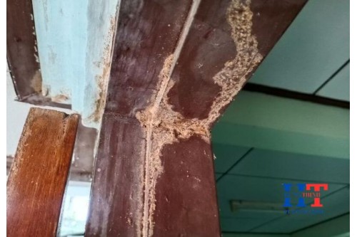 Công Ty Dịch Vụ Diệt Côn Trùng Tại Thuận An Bình Dương