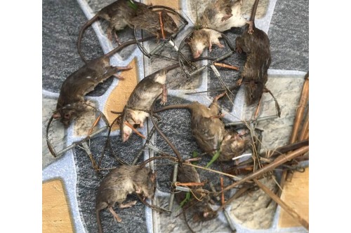 Dịch Vụ Diệt Chuột Tại Gò Vấp