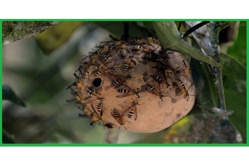 Dịch Vụ Bắt Ong Tại Bến Cát 