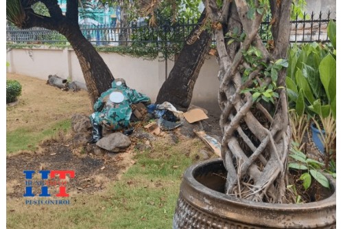 Dịch Vụ Bắt Ong Tại Tân Uyên Bình Dương