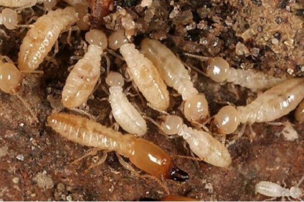  Diệt Và Phòng Mối