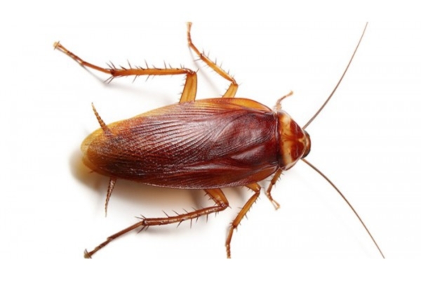 Diệt Gián