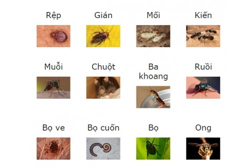 Dịch vụ Phun Thuốc Diệt Muỗi Tại Mỹ Tho Tiền Giang Giá Rẻ